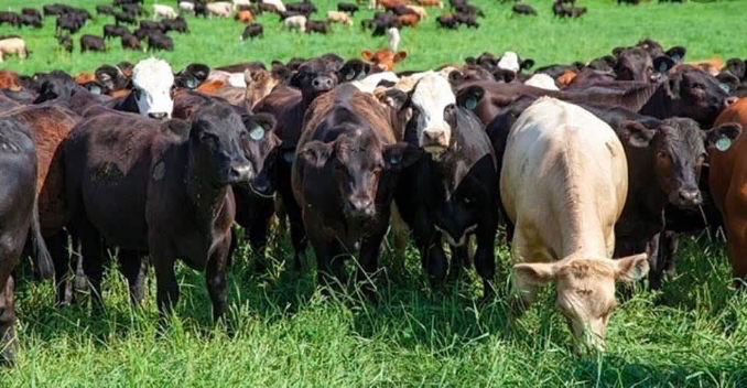 The herd grazing out on pasture
