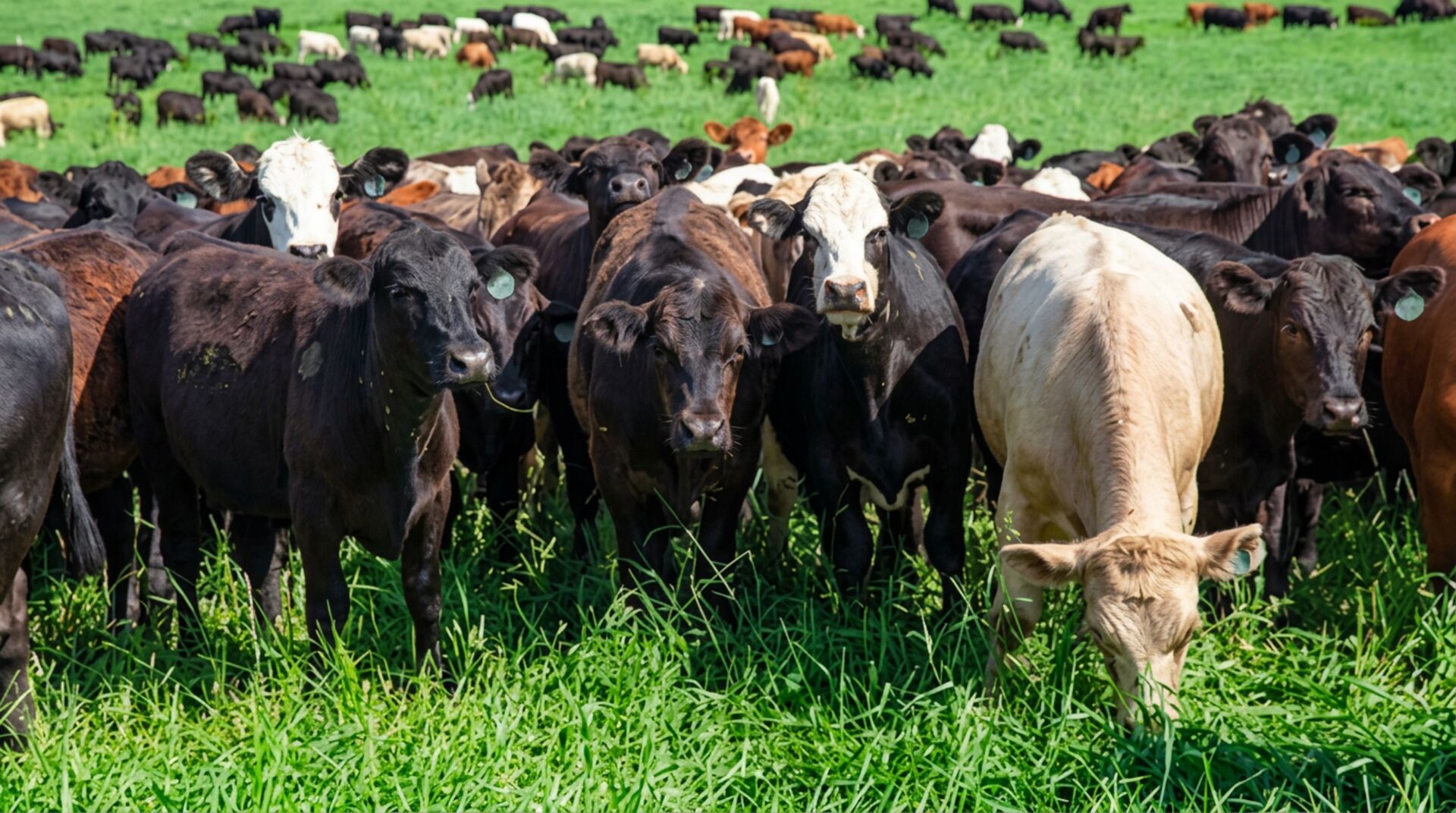 Cattle grazing on a Texas pasture